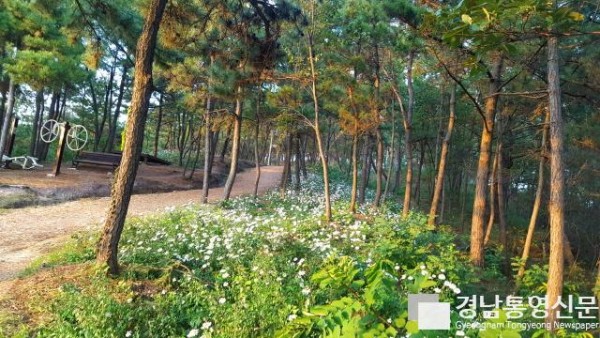 고성 남산공원, 구절초 향기 물씬 (2).jpg