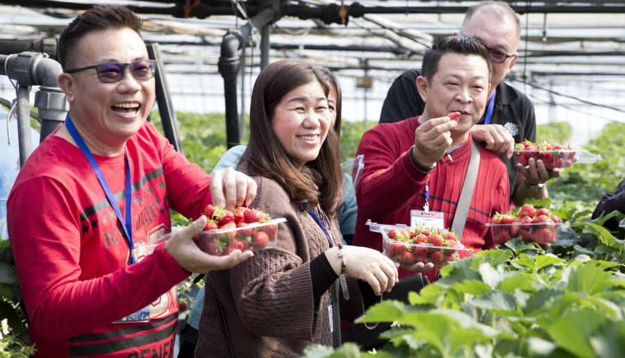 동남아시아 관광객, 통영 딸기농장 체험